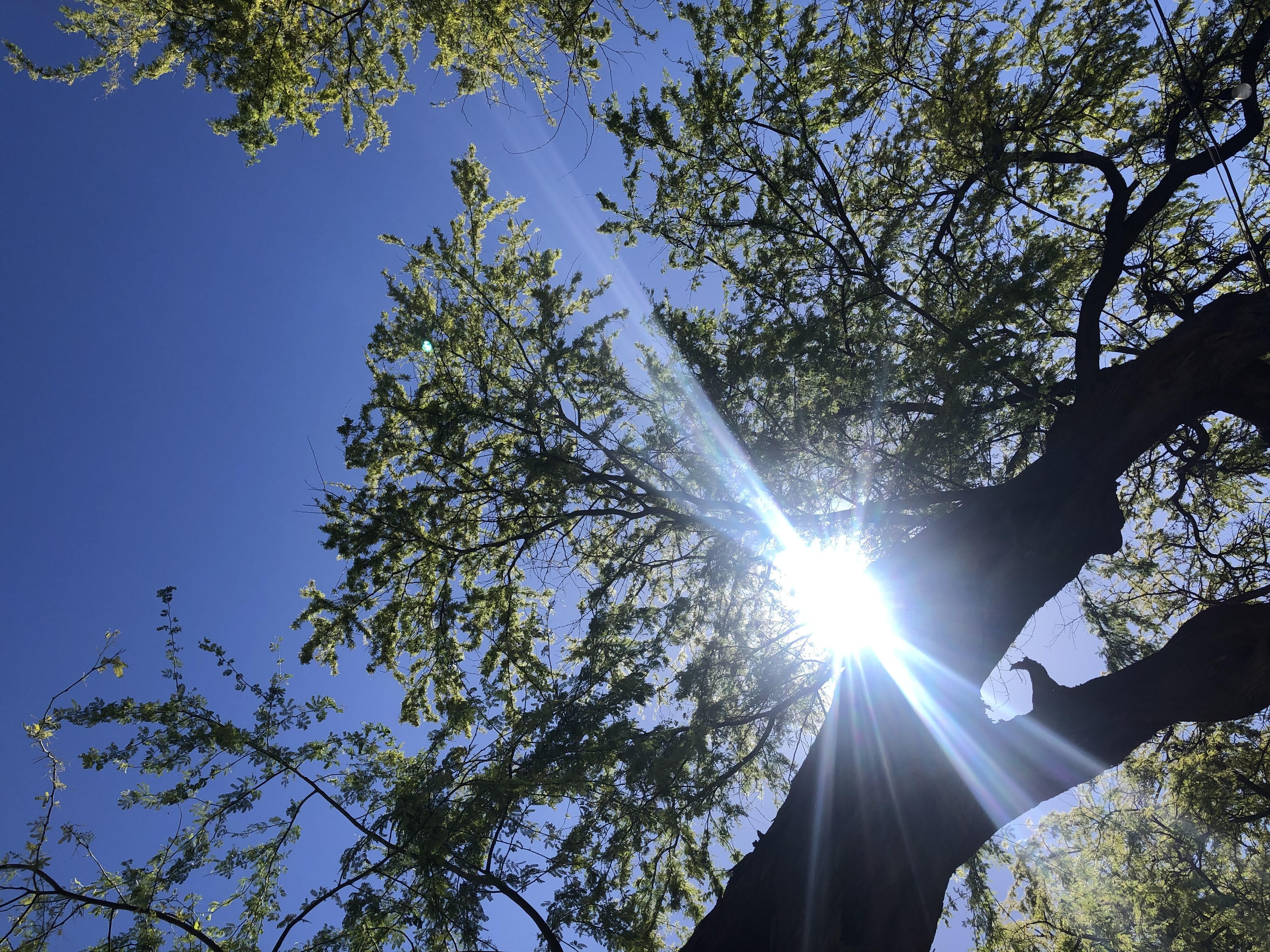 This is the roof of our yoga studio, ancient Grandmother Kiawe trees, sheltering us from the sun as we practice on the beach.